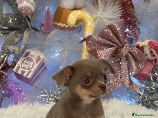 Chihuahua perros Chihuahuas estándar ojos azules - Anuncio 15