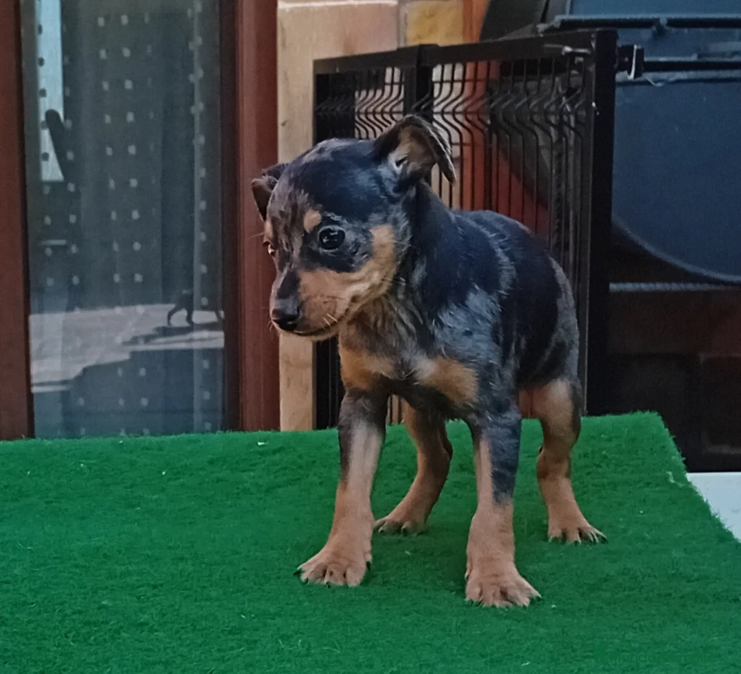 Pinscher Miniatura perros en venta: Pincher blue merle.. - Anuncio 2