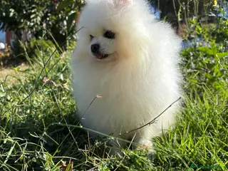 Pomerania perros Pomerania muy bonitos !!! - Anuncio 1