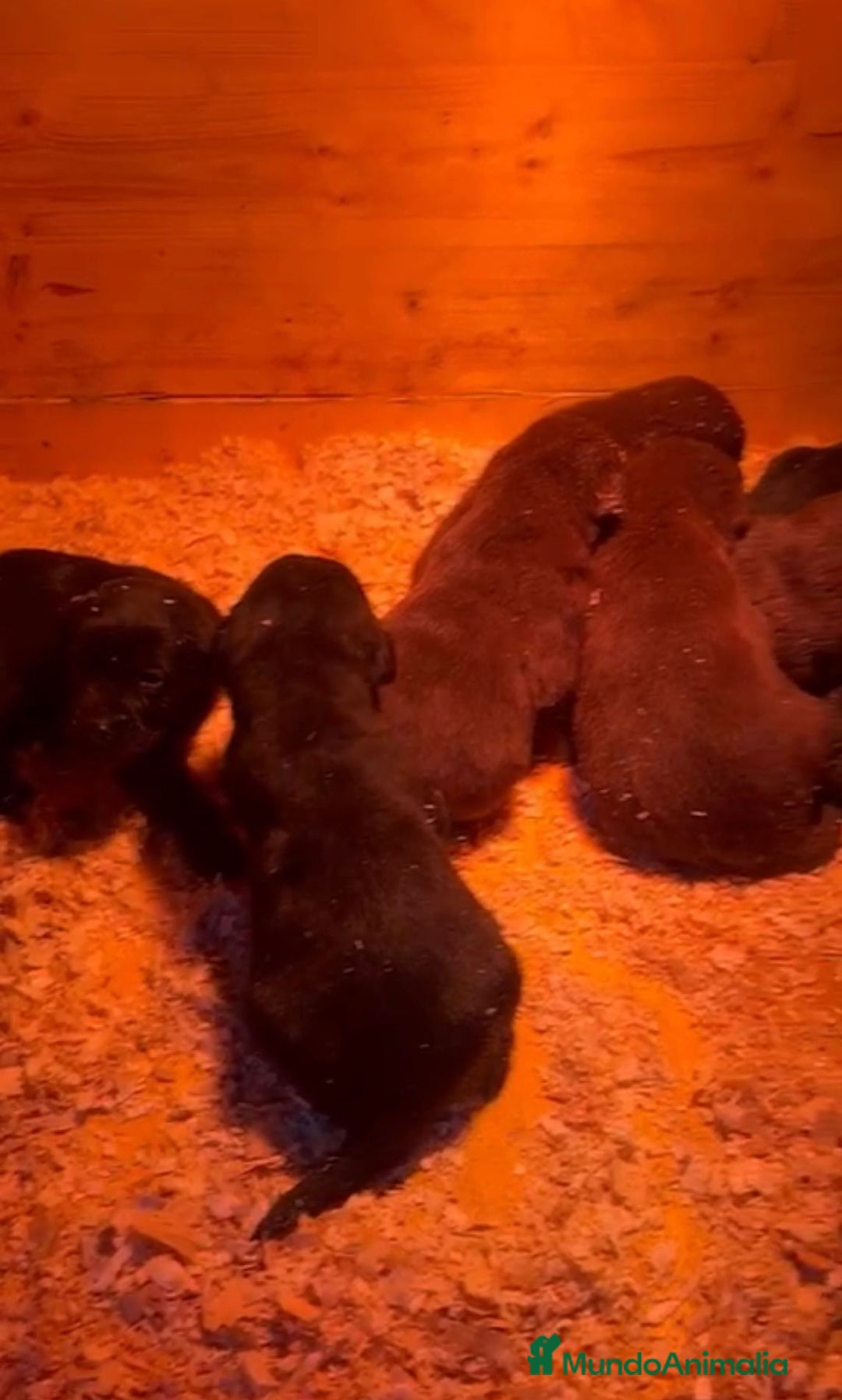 Labrador Retriever perros en venta: Labrador retriever nuevas camadas - Anuncio 1