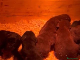 Labrador Retriever perros Labrador retriever nuevas camadas - Anuncio 3