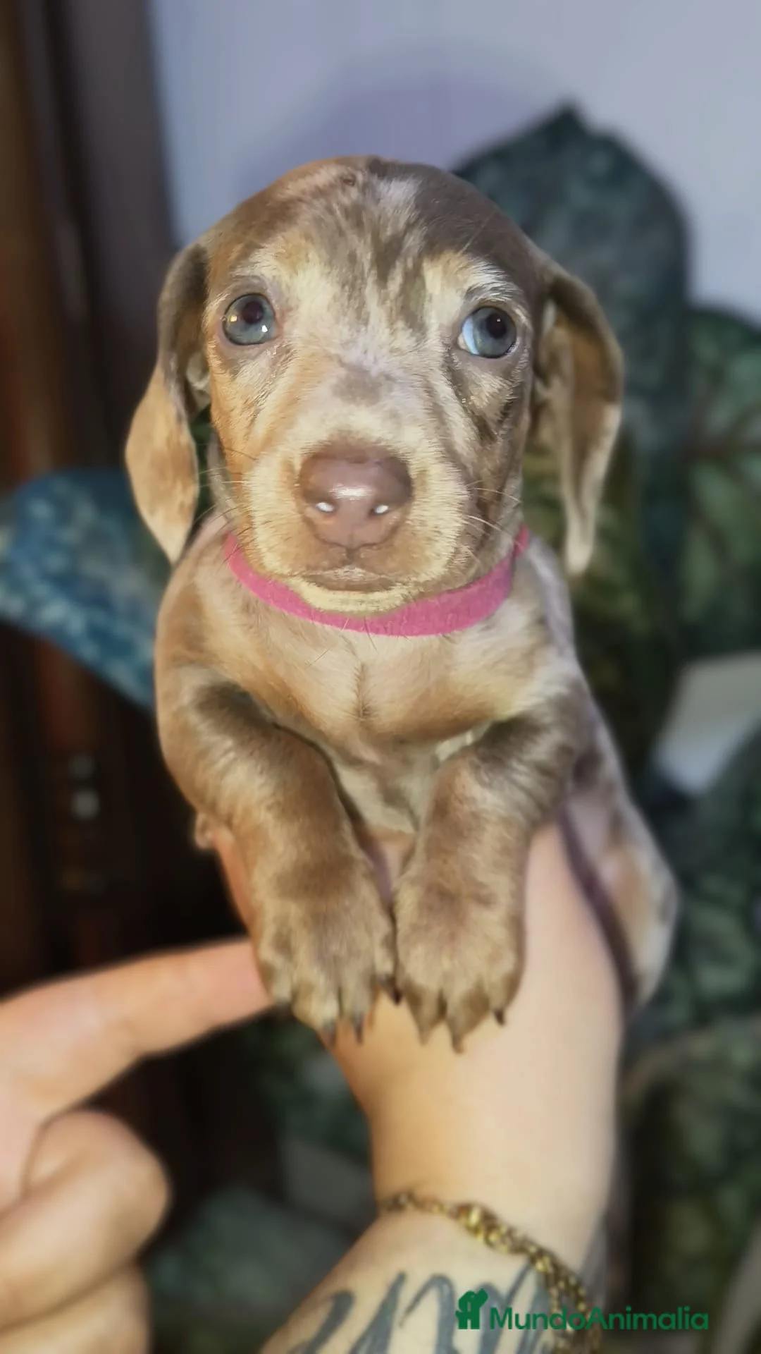 Teckel Miniatura perros en venta: Teckel miniatura  - Anuncio 8