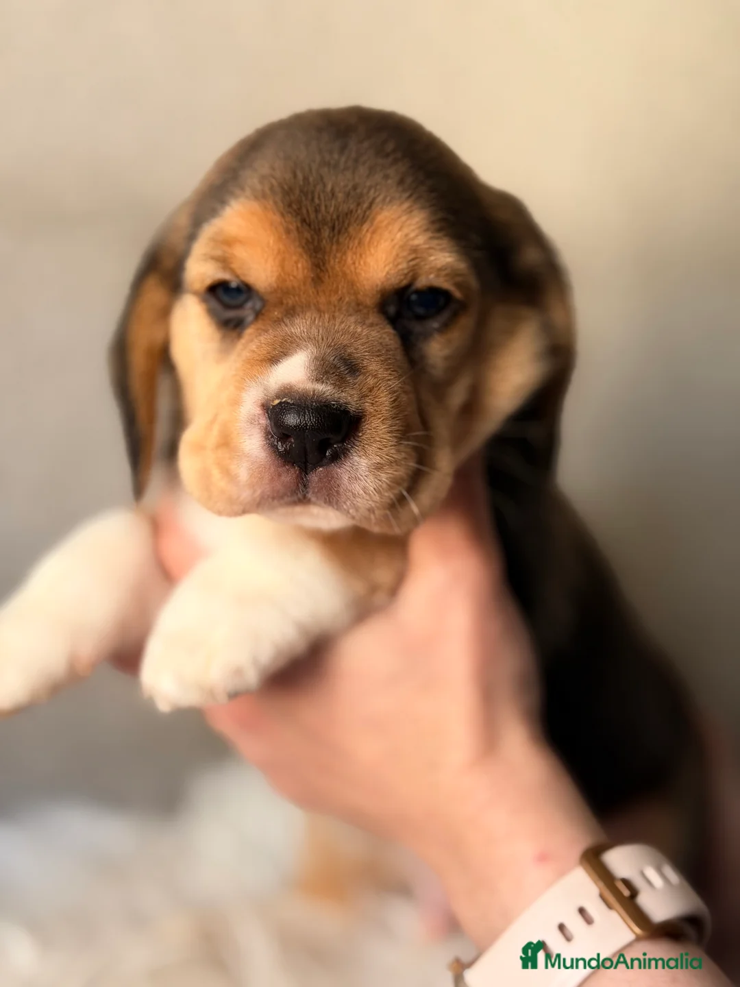 Beagle perros en venta: Beagle tricolor macho  - Anuncio 2