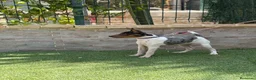 Gos Rater Valencià perros en venta: Cachorra ratonera merle  - Anuncio 1