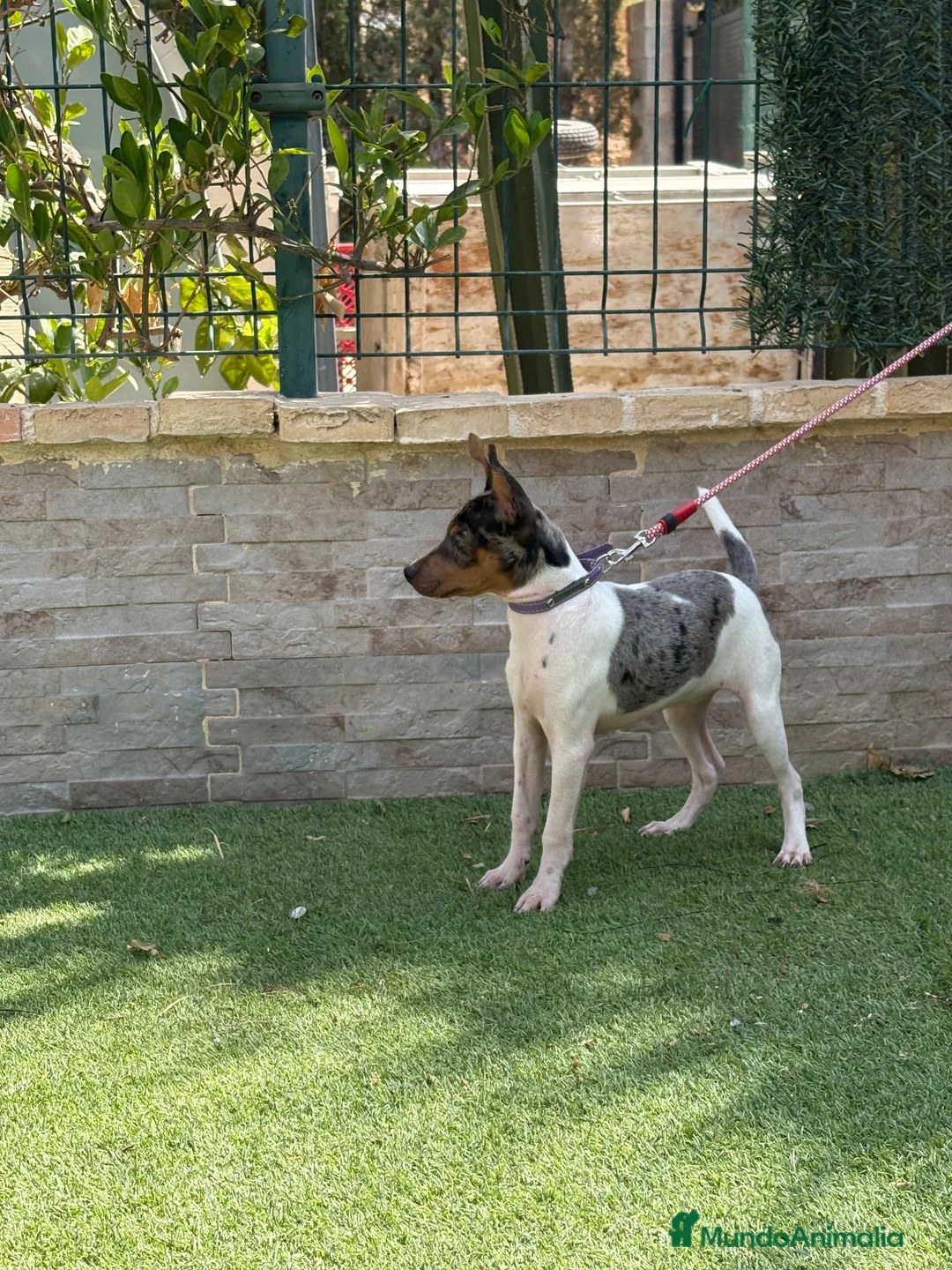 Gos Rater Valencià perros en venta: Cachorra ratonera merle  - Anuncio 1