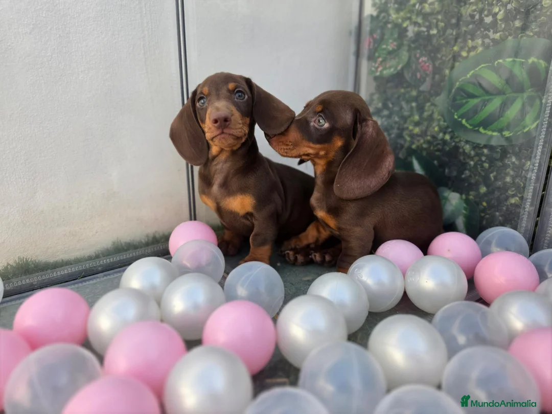 Teckel Miniatura perros en venta: TECKEL MINI CHOCOLATE - Anuncio 2