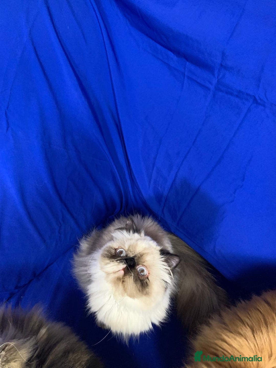 Persa gatos en venta: Gc ch  ich - Anuncio 10