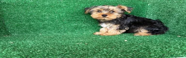Yorkshire Terrier 2
