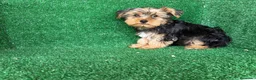 Yorkshire Terrier perros en venta: yorkshire terrier - Anuncio 6