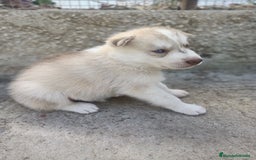 Husky Siberiano perros en venta: HUSKY - Imagen 4
