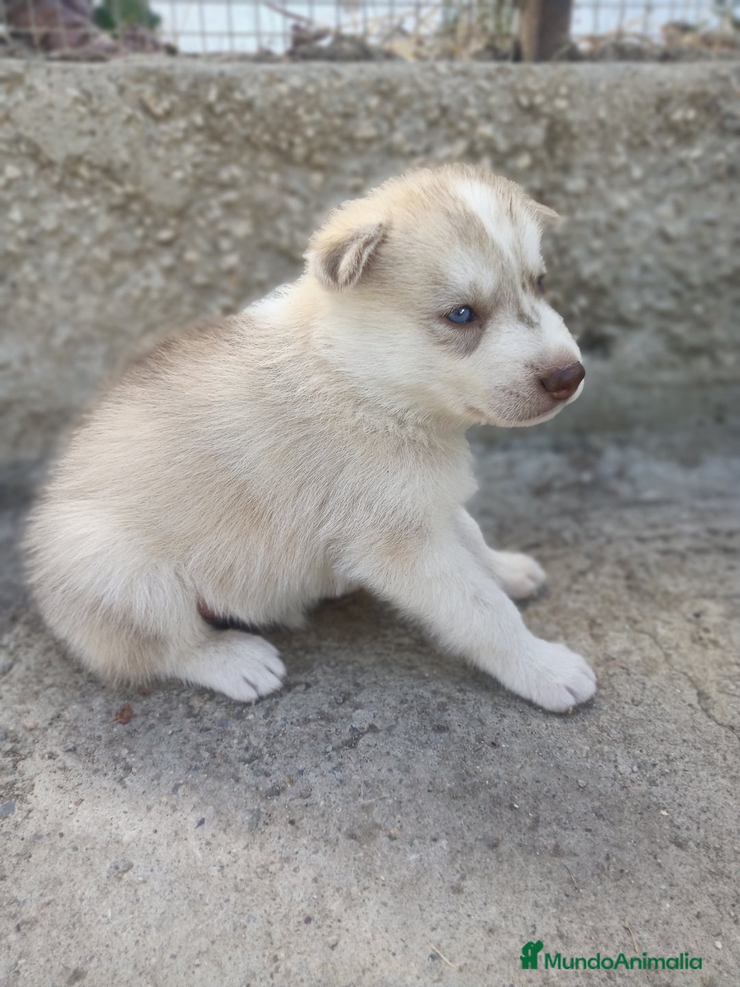 Husky Siberiano perros en venta: HUSKY - Imagen 4