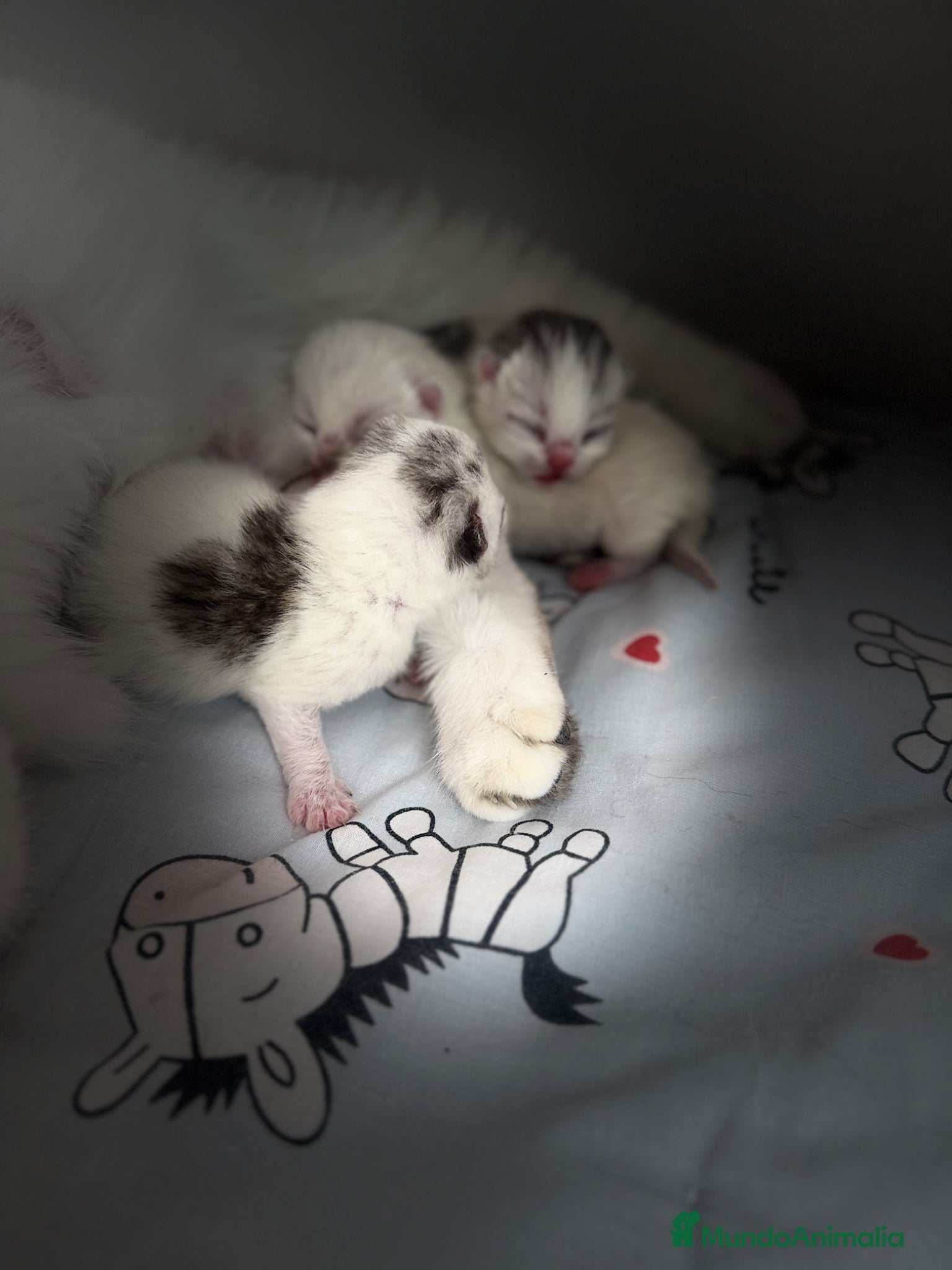 Scottish Fold gatos Scottish  - Anuncio 1