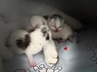 Scottish Fold gatos Scottish - Anuncio 1