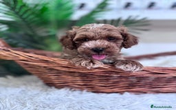 Caniche Toy perros en venta: CANICHE TOY MACHO - Imagen 15