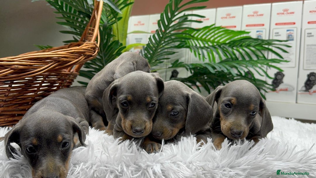 Teckel Miniatura perros en venta: TECKEL MINIATURA BLUE AND TAN - Anuncio 5