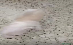 Chihuahua perros en venta: Exclusivos chihuahuas mini toy - Imagen 11