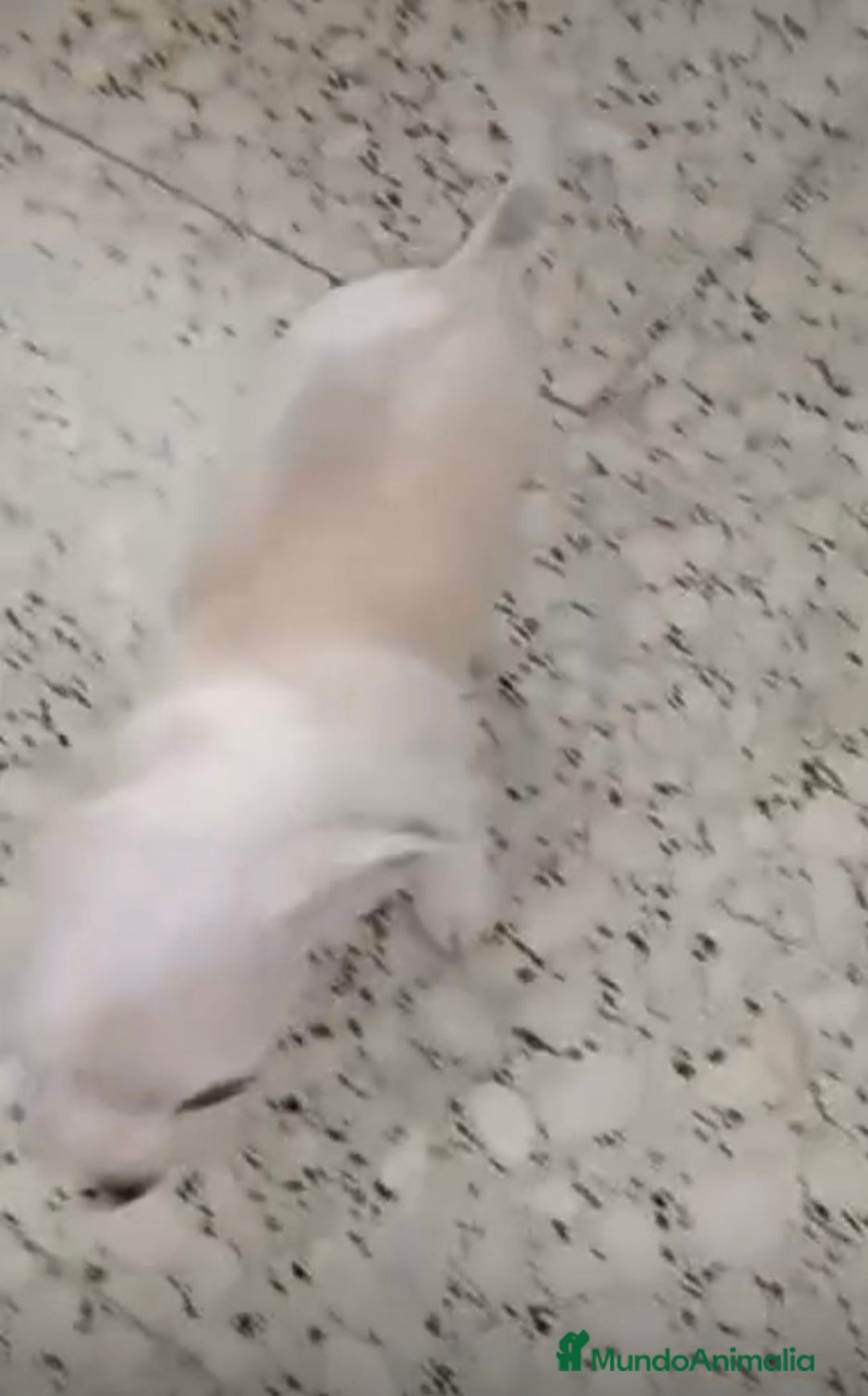 Chihuahua perros en venta: Exclusivos chihuahuas mini toy - Imagen 11