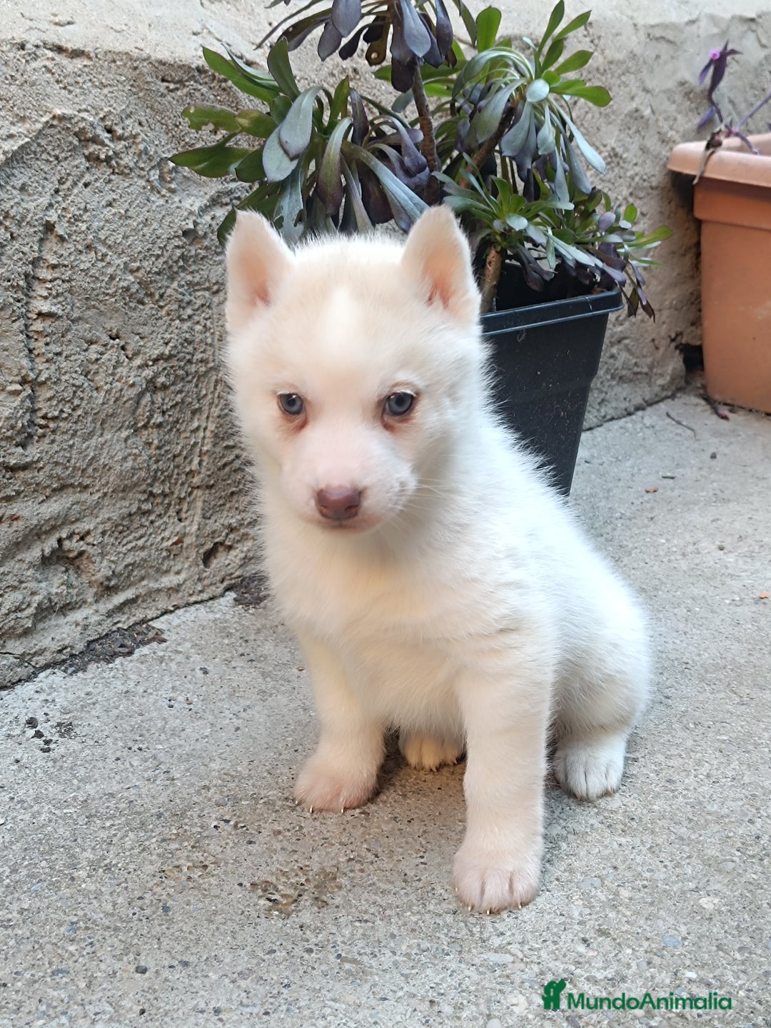 Husky Siberiano perros en venta: Husky siberiano hembra 2 meses - Anuncio 3