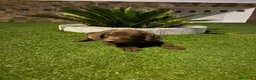 Labrador Retriever perros en venta: Labrador retriever chocolate hembra  - Anuncio 3