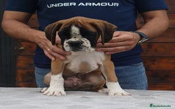 Boxer perros en venta: BOXER DORADO MACHO - Imagen 3