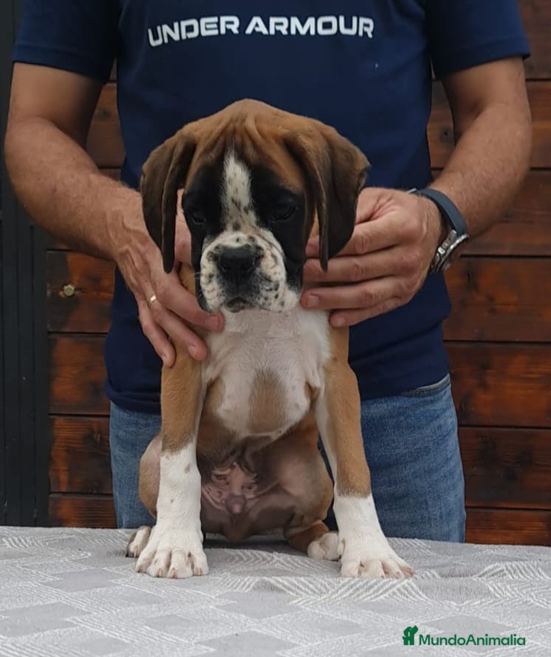 Boxer perros en venta: BOXER DORADO MACHO - Imagen 3