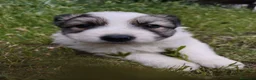 Border Collie perros en venta: Border collie  - Anuncio 5