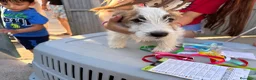 Jack Russell Terrier perros en venta: Jack rusell terrier  - Anuncio 10