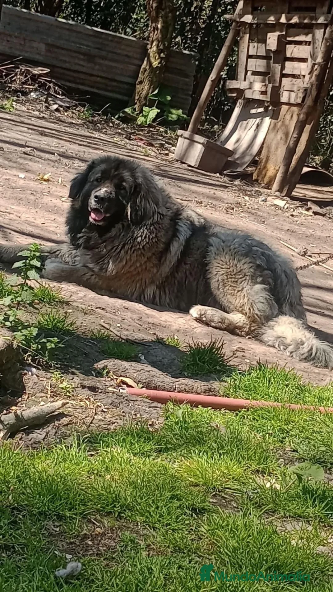 Pastor del Cáucaso perros en venta: Pastor del Cáucaso - Anuncio 2