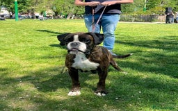 Boxer perros en venta: Boxer - Imagen 5