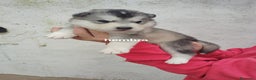 Alaskan Malamute perros en venta: ALASKAN MALAMUTE - Anuncio 3