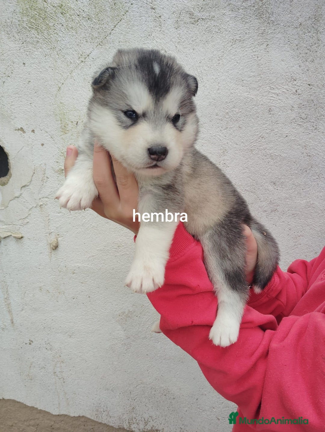 Alaskan Malamute perros en venta: ALASKAN MALAMUTE - Anuncio 3
