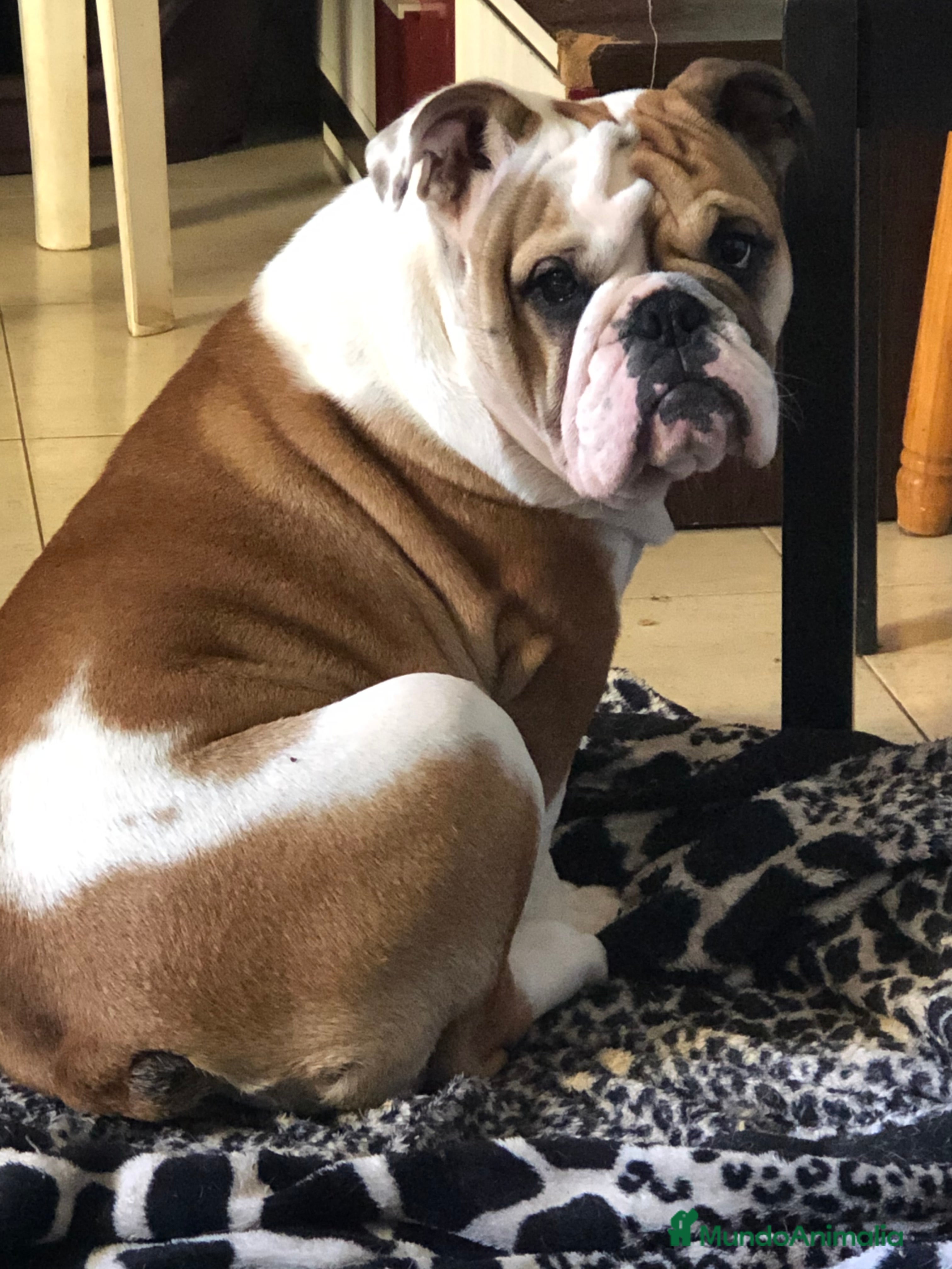 Bulldog Inglés perros Disponibles bulldog ingles  - Anuncio 1