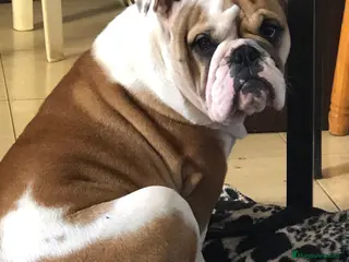 Bulldog Inglés perros Disponibles bulldog ingles - Anuncio 1