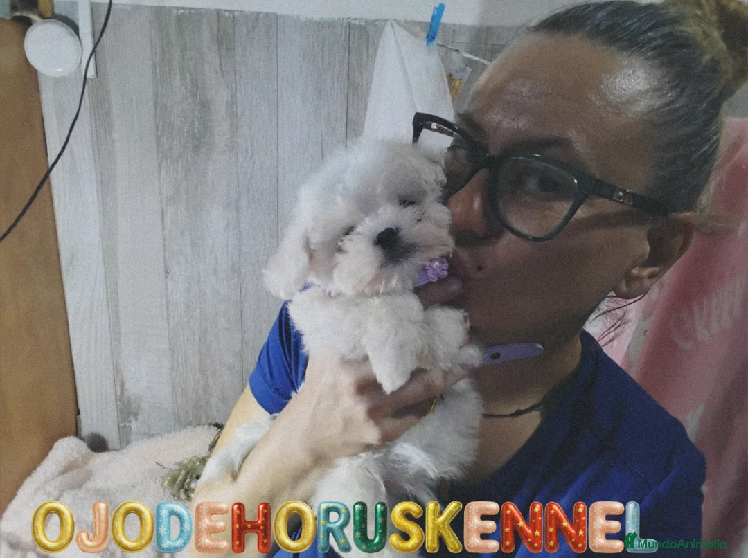 Bichón Maltés perros en venta: Macho maltés 50 asiático  - Anuncio 2