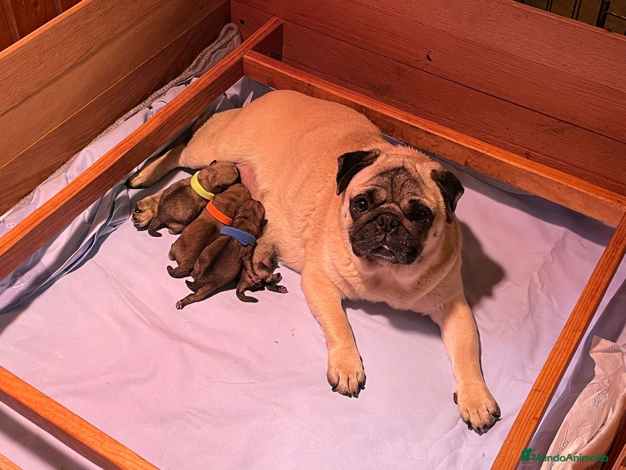 Carlino - Pug perros en venta: Preciosos Carlinos en venta - Anuncio 1