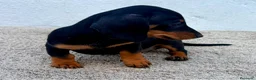 Teckel Miniatura perros en venta: Teckel kaninchen  - Anuncio 14