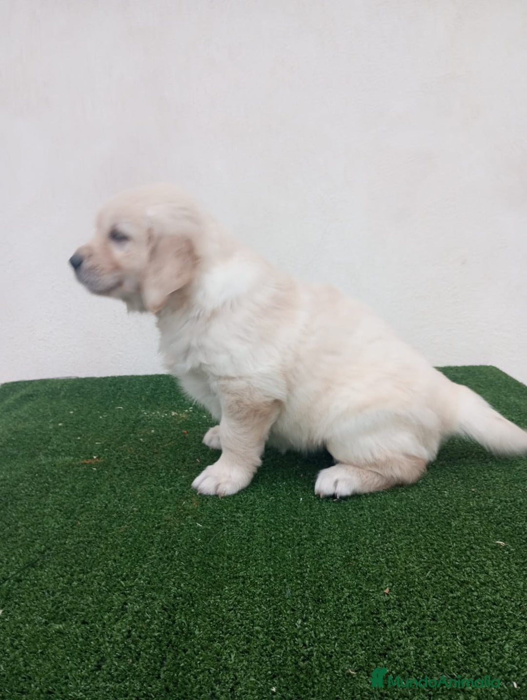 Golden Retriever perros en venta: Espectaculares ejemplares de GOLDEN RETRIEVER  - Anuncio 6