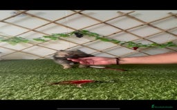 Spitz pequeño - Kleinspitz perros en venta: SPITZ MINI - Imagen 1