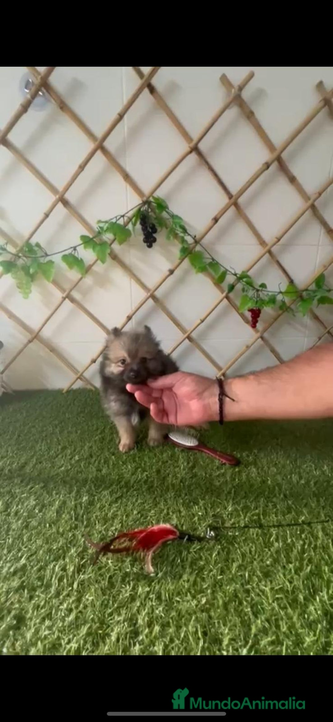 Spitz pequeño - Kleinspitz perros en venta: SPITZ MINI - Imagen 1