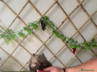 Spitz pequeño - Kleinspitz perros - Anuncio 3