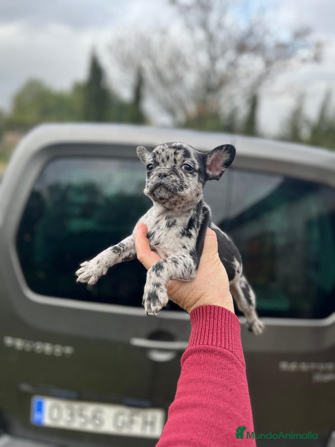 Bulldog Francés perros en venta: Espectacular macho de Bulldog Frances merle - Anuncio 9