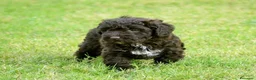 Perro de Agua Español perros en venta: CACHORRO DE PERRO DE AGUA  - Anuncio 6