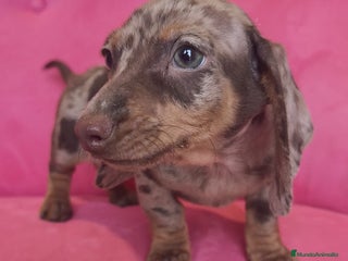 Teckel Miniatura perros Teckel mini arlequín ♂️ - Anuncio 1