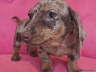 Teckel Miniatura perros Teckel mini arlequín ♂️ - Anuncio 24