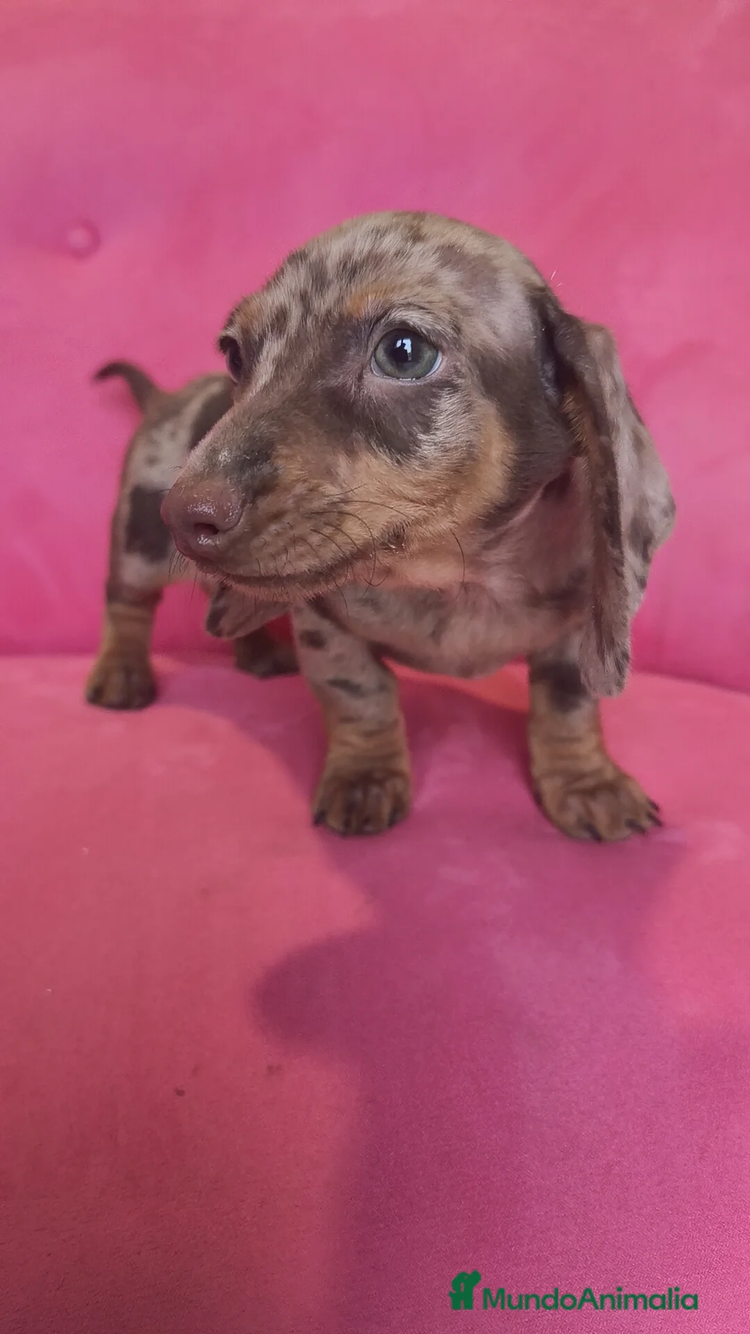 Teckel Miniatura perros en venta: Teckel mini arlequín ♂️ - Anuncio 1