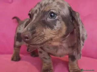 Teckel Miniatura perros Teckel mini arlequín ♂️ - Anuncio 10