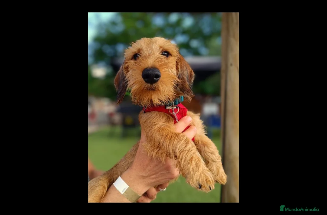 Imagen de galería {{count}}