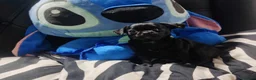 Chihuahua perros en venta: Parejita Chihuahua disponible - Anuncio 2