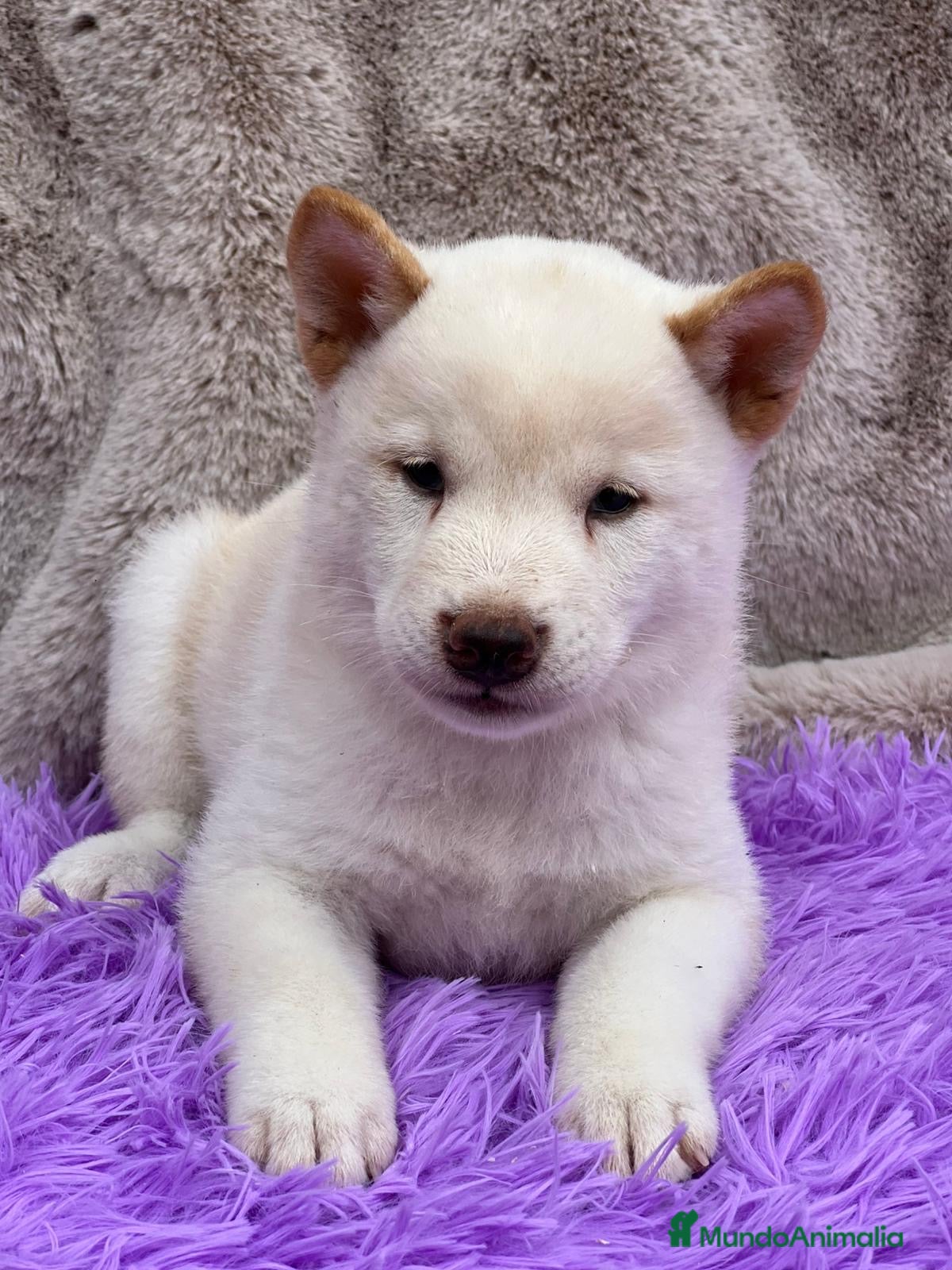 Shiba Inu perros CAMADA DE SHIBA INU DISPONIBLES - Anuncio 2