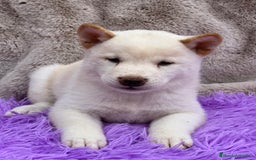 Shiba Inu perros en venta: CAMADA DE SHIBA INU DISPONIBLES - Imagen 2